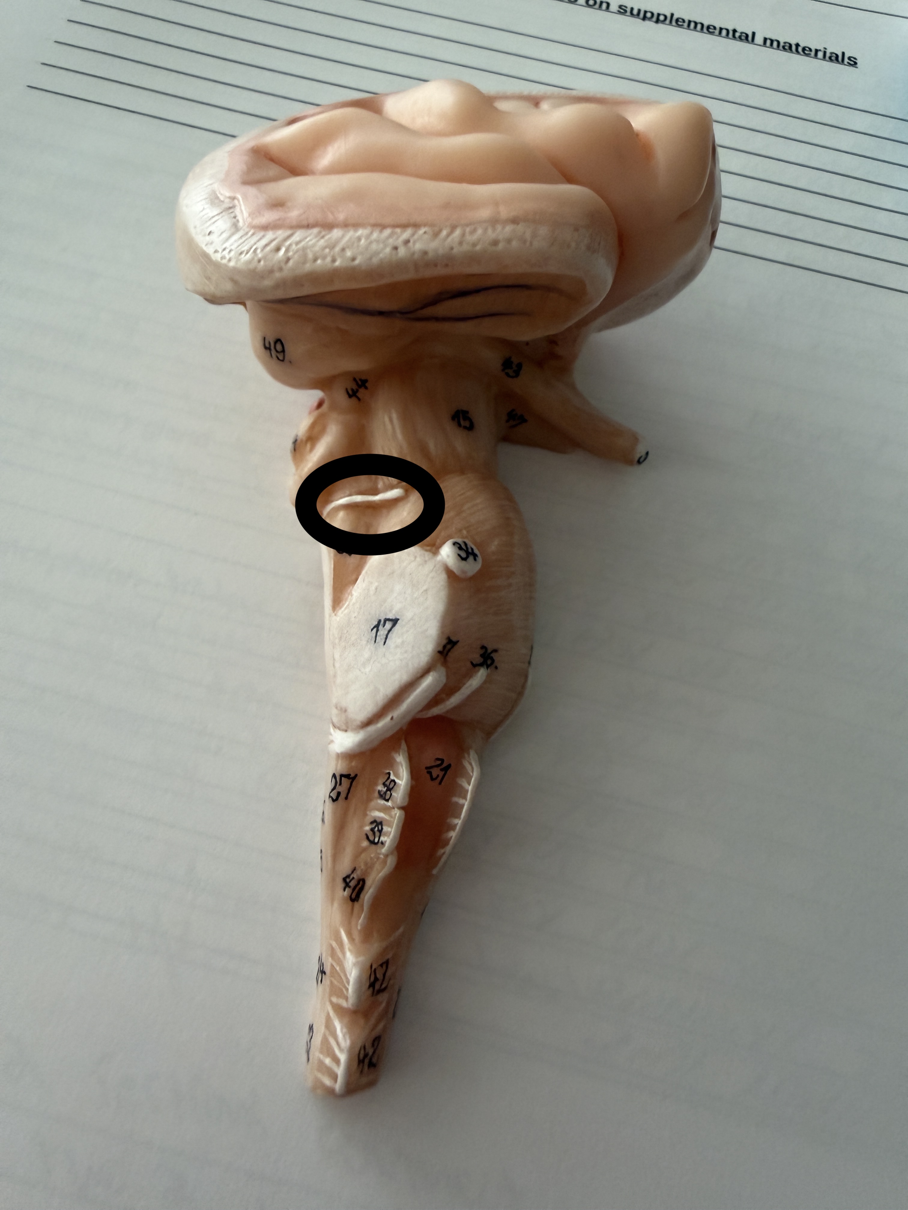 knowt flashcard image