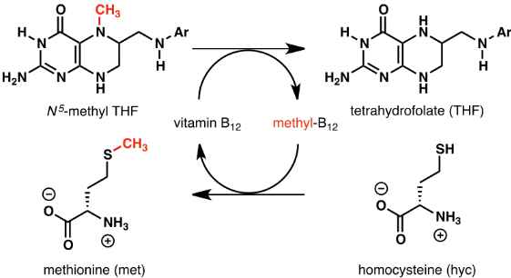<p>Tetrahydrofolate Reactions</p>