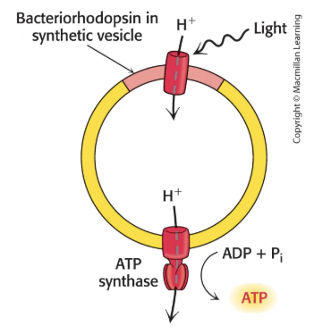 <p>Yes, the experiment with bacteriorhodopsin proved this by making vesicles with just bacteriorhodopsin (light-powered proton pump) and ATP synthase, and they were able to form ATP, showing no chemical intermediates are actually needed</p>