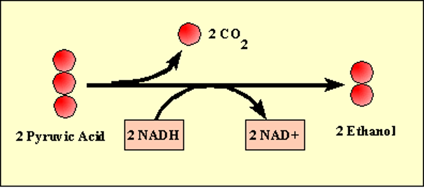 <p>- The pyruvate remains in the cytosol and is converted into lactic acid (animals) or ethanol and CO2 (plants and yeast)</p><p>- In the absence of oxygen, glycolysis will quickly deplete available stocks of NAD+, preventing further glycolysis</p><p>- Fermentation of pyruvate involves a reduction reaction that oxidises NADH (made from glycolysis) into NAD+ which in turn produces ATP and resorts NAD+ stocks so glycolysis alone can keep making 2 ATPS</p><p>- Hence, anaerobic respiration allows small amounts of ATP to be produced (via glycolysis) in the absence of oxygen</p>