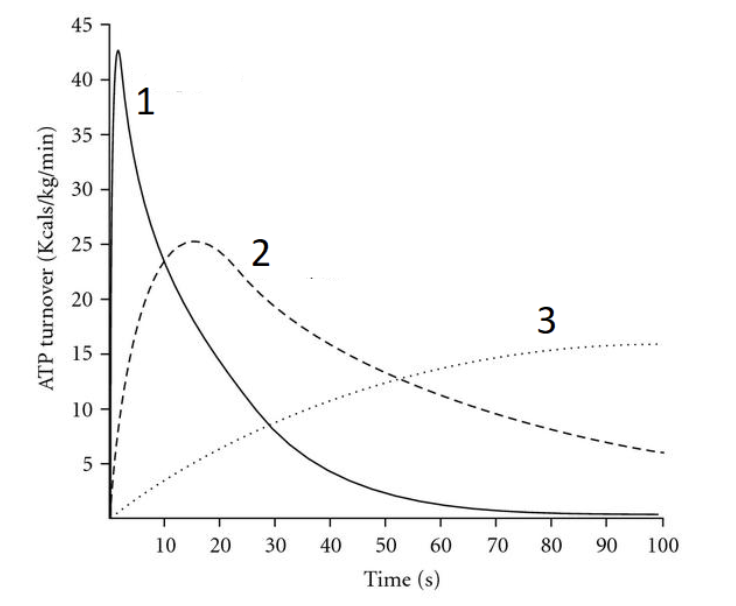 <p>In which phase of energy generation (1, 2, or 3) is the ATP synthase most important? The graph shows ATP consumption during continuous physical activity. </p><p></p>