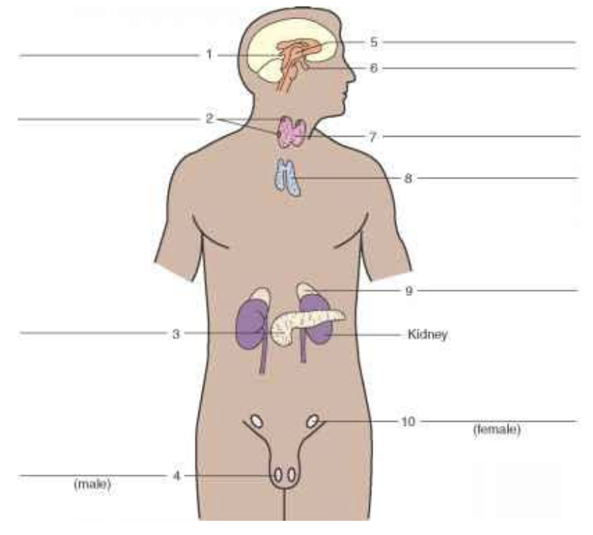 <p>Identity organ labeled #3 (only found in male).</p>