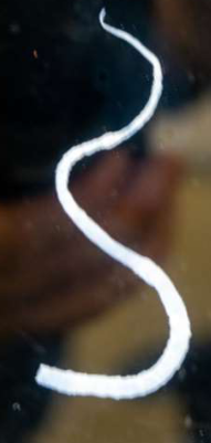 <p>Identify the Phylum &amp; name</p>