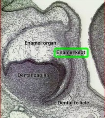 <p>near the tip of the inner enamel epithelium</p>