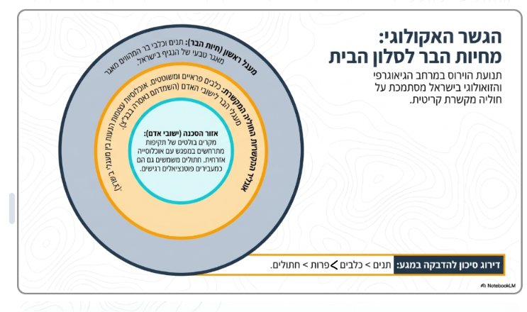 <ul><li><p><strong>גופיפי נגרי:</strong> אלו הם גופיפי הסגר תוך-תאיים המהווים <strong>משקע של חלבונים ריבוזומאליים של הווירוס</strong> בתוך הנירונים במוח.</p></li><li><p><strong>דירוג הרגישות/נגיעות במאגרים:</strong> <strong>תנים > כלבים > פרות > חתולים</strong> (תנים הם הרגישים והנגועים ביותר, וחתולים הם בתחתית הדירוג הזה).</p></li><li><p><strong>בעיית חיות הבר והמשוטטים בישראל:</strong></p><ul><li><p><strong>כלבים פראיים משוטטים:</strong> מהווים חוליה מקשרת מסוכנת בין מעגל הבר לאוכלוסיית האדם, ומאיימים על בריאות הציבור והמגוון הביולוגי.</p></li><li><p><strong>חתולים:</strong> רגישים לווירוס ובעלי פוטנציאל גבוה להעברה. בשל איסור בג"ץ על השמדתם, קיימות אוכלוסיות משוטטות ופראיות עצומות המהוות סיכון.</p></li><li><p>רוב מוחלט של מקרי הכלבת בולטים ביישובי אדם שבהם התקיים מגע או תקיפה</p></li></ul></li></ul><p></p>