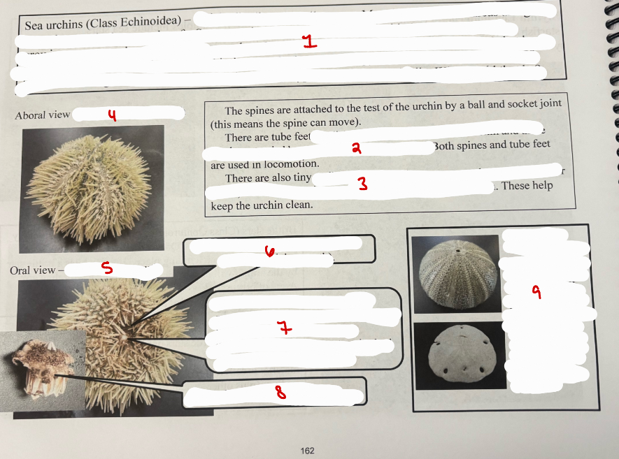 <p>Class Echinoidea</p>