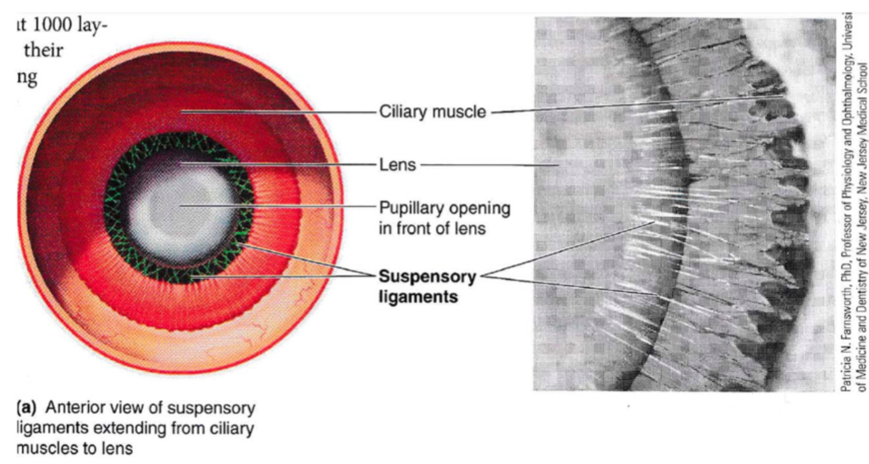 <p>Akkommodation er øjets evne til at <strong>øge sin brydende styrke</strong>, så <strong>nære objekter</strong> kan fokuseres skarpt på retina.</p>