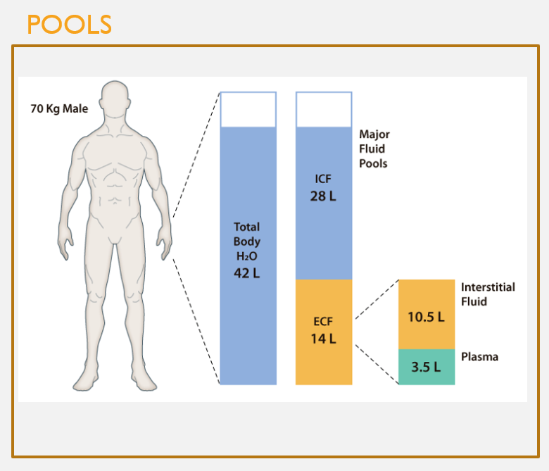 <p>Human fluid pools</p>