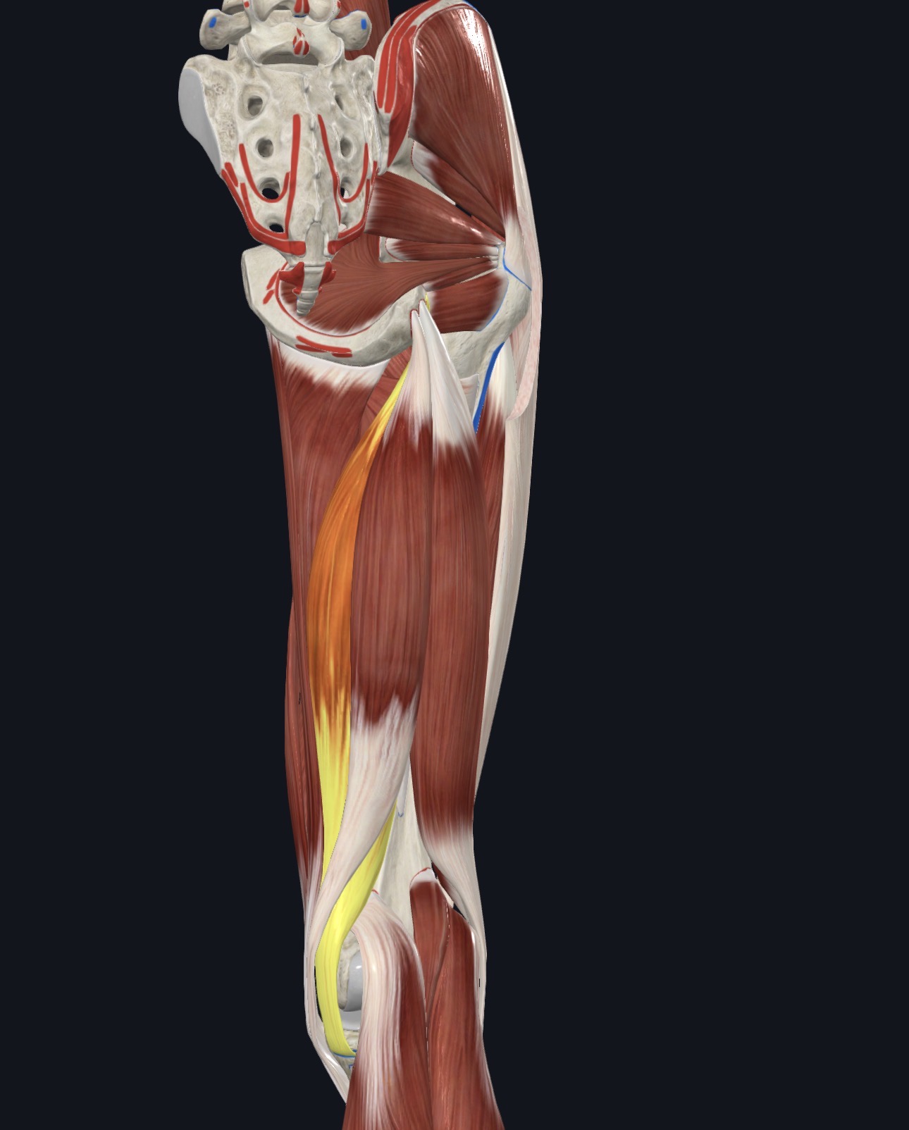 <ul><li><p>Posterior Thigh</p></li></ul><p></p>