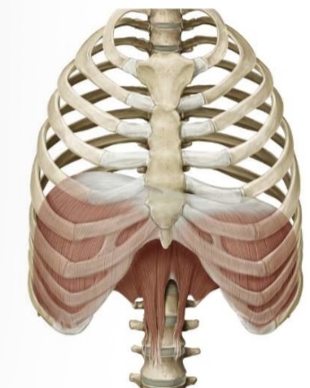 <p>Diaphragm origin</p>