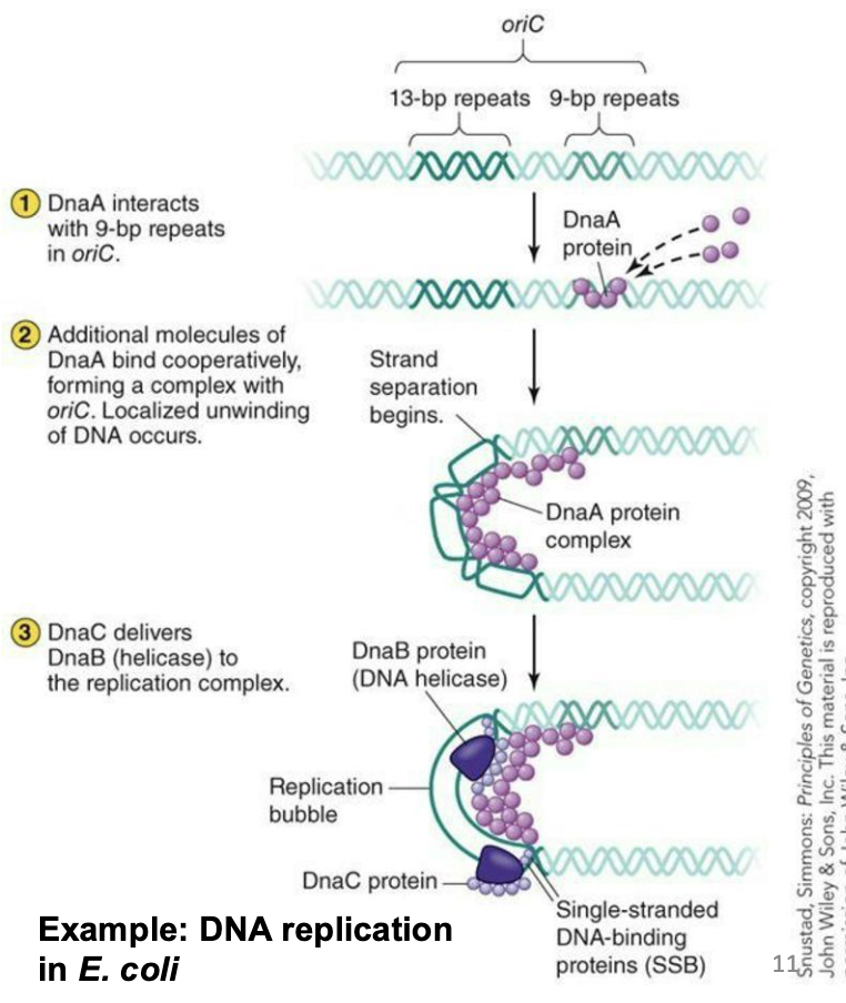 <ul><li><p><strong><em>DnaA </em></strong>protein binds to oriC.</p></li><li><p><strong><em>DnaB</em></strong> (a helicase) is recruited with <strong><em>DnaC</em></strong> (a helicase loader).</p></li><li><p><strong><em>DnaG</em></strong> (a primase) is recruited to lay down initial RNA primers needed for DNA polymerases to work.</p></li><li><p>Single-stranded DNA binding proteins are recruited to help keep the DNA unwound.</p></li></ul><p></p>