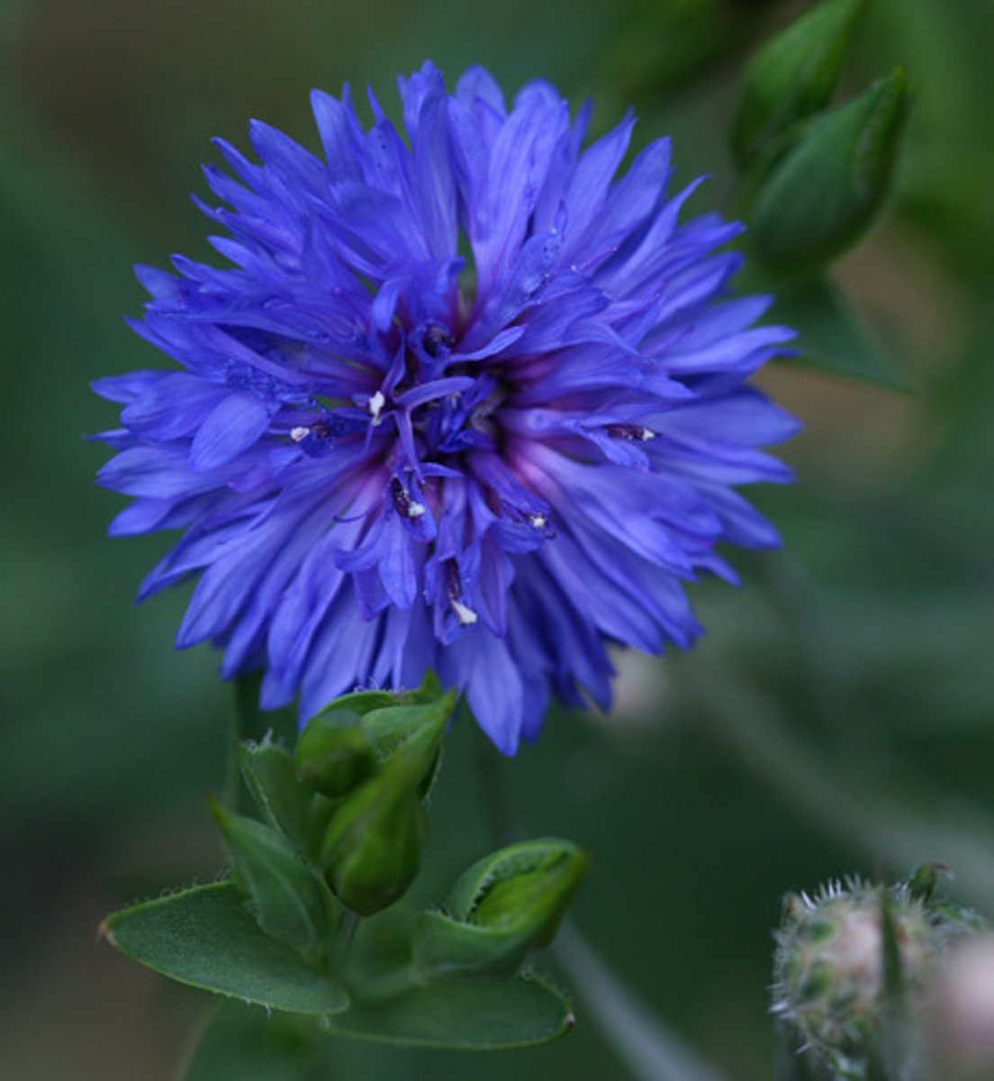<p>un bleuet</p>
