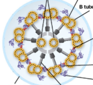 <p>protein bridge connecting adjacent outer doublets to limit sliding and enforce structural bending (purple)</p>