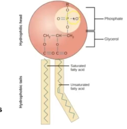 <p>Hydrophilic head = attract water as it is charged </p><p>Phosphate is charged, so repels other fts </p><p></p><p>Hydrophobic tail = repels with water, mixes with fats as the fatty acid chain is not charged </p>