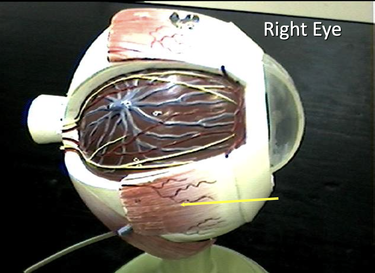<p>Identify the eye parts of the right eye. </p>