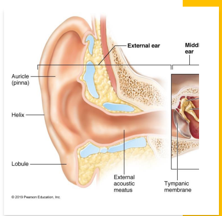 <ul><li><p>Pinna → elastic cartilage covered with skin</p></li><li><p>external acoustic meatus → canal in temporal bone, lined with ceruminous glands</p></li><li><p>tympanic membrane → vibrates in response to soundwaves; separates external and middle ear </p></li></ul><p></p>