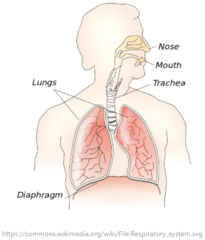 <p>diaphragm (primary muscle used for breathing)</p>