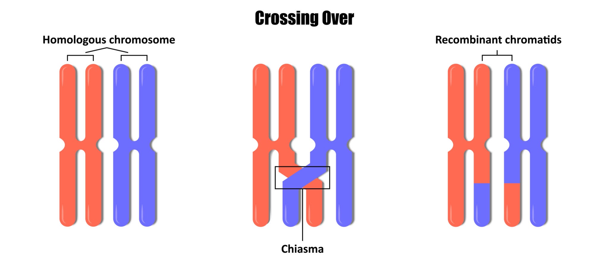<p>The exchange of genetic material between non-sister chromatids during synapsis. This breaks up linked genes and is a major source of <strong>variation/genetic diversity</strong>.</p>