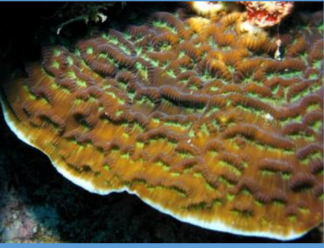 <p>What is this leaf coral from the Scleractinia order? </p>