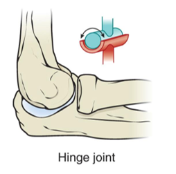 <ul><li><p>Ex. IP (fingers), elbow, and knees</p></li><li><p>Perform motions of flexion and extension (saggital)</p></li><li><p>Uni-axial</p></li></ul><p></p>