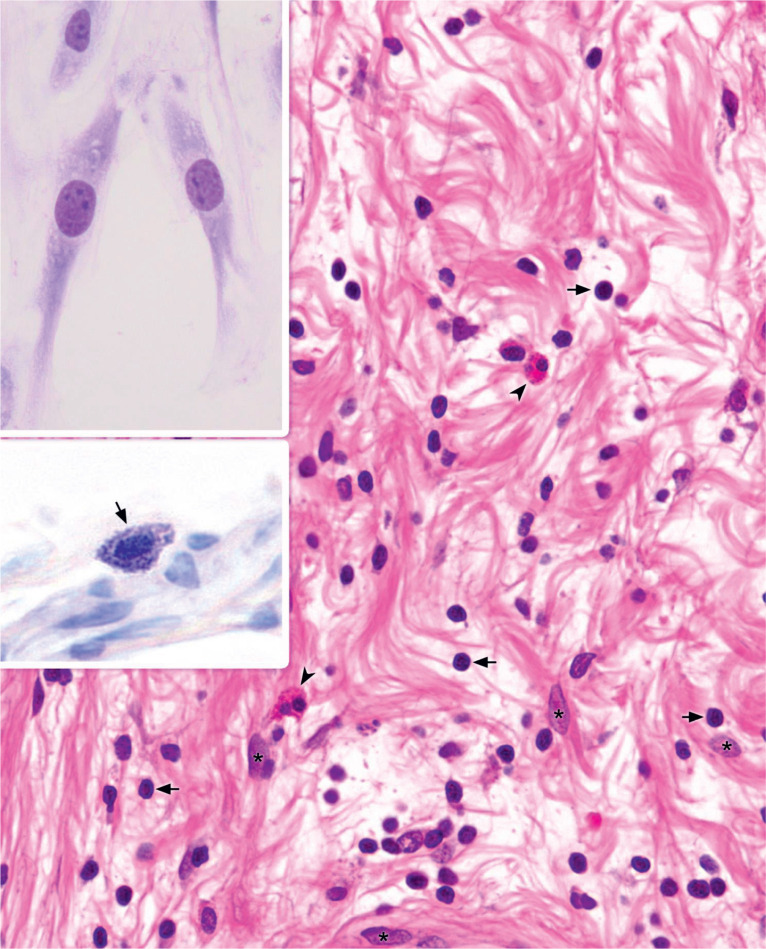 <p>Loose connective tissue</p>
