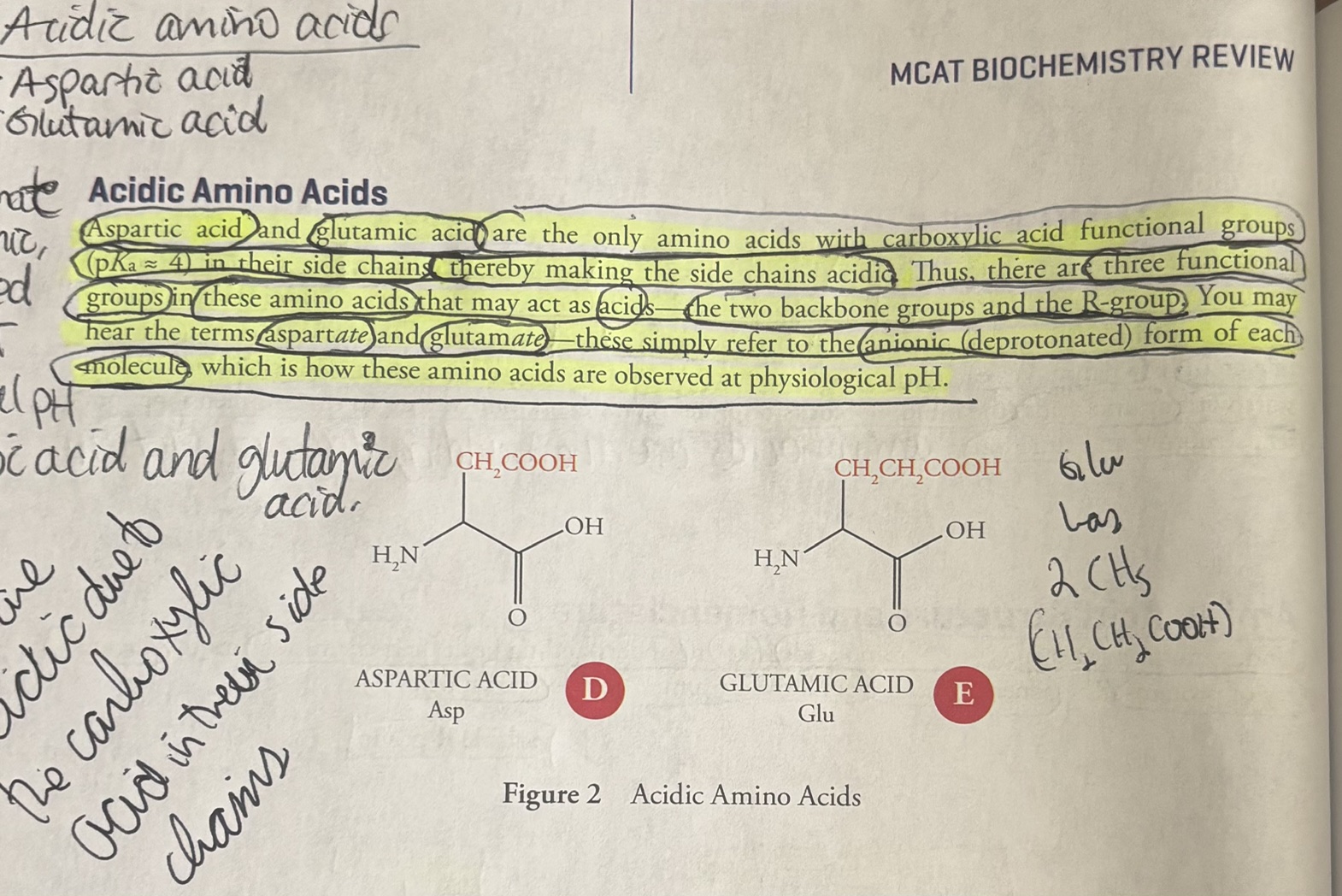 <p><u>Acidic Amino Acids</u></p><p><strong>Aspartic acid (D)</strong> and <strong>glutamic acid (E)</strong> are the only amino acids with <strong>carboxylic “acid” functional groups</strong> (<strong>pKa=4</strong>) in their side chains, therefore <strong>making their side chains acidic</strong>. The “<strong>acid</strong>” <strong>part tells you it’s an acid and has a proton</strong>. </p><p>There are three functional groups in these amino acids that may act as acids-the two backbone groups and the R group. </p><p><strong>Aspart<em>ate</em> </strong>and <strong>Glutam<em>ate</em> </strong>simply refer to an <strong>anionic (deprotonated) form</strong> of each molecule, which is <strong>how these amino acids are observed at physiological pH. </strong>(pH>pKa, so the molecule is deprotonated). </p><p><u>Aspartic acid</u></p><p>Three letter code for Aspartic Acid: Asp</p><p>One letter code for Aspartic Acid: D</p><p><u>Glutamic acid</u></p><p>Three letter code for glutamic acid: Glu</p><p><span style="color: rgb(164, 32, 32);">One letter code for glutamic acid: E</span></p>