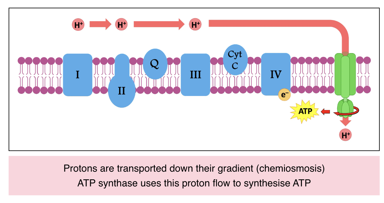 <p>The movement of H⁺ through ATP synthase:</p><ul><li><p>H⁺ ions move down their electrochemical gradient from the intermembrane space into the mitochondrial matrix</p></li><li><p>H⁺ can only cross the inner mitochondrial membrane through ATP synthase </p></li></ul><p></p>