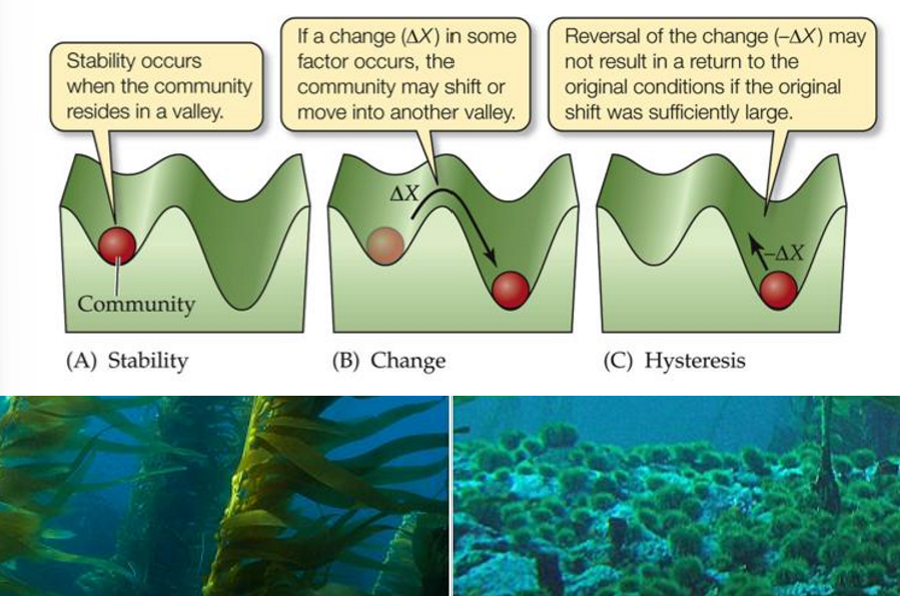 <p><strong><u>Thresholds of change</u></strong>: borders between alternative stable states</p><ul><li><p>if disturbance pushes past tipping point, ecosystem will switch to another state rapidly</p></li></ul><p><strong><u>Regime shifts</u>: </strong>transition from one alt stable state to another through passing threshold</p><ul><li><p><strong><u>Hysteresis</u></strong>: path of ecosystem recovery is different of its decline, not easy to return to its original state</p><ul><li><p>ecosystem shifts to barren ground, remove overgrazers will not automatically return</p></li></ul></li></ul><p></p>