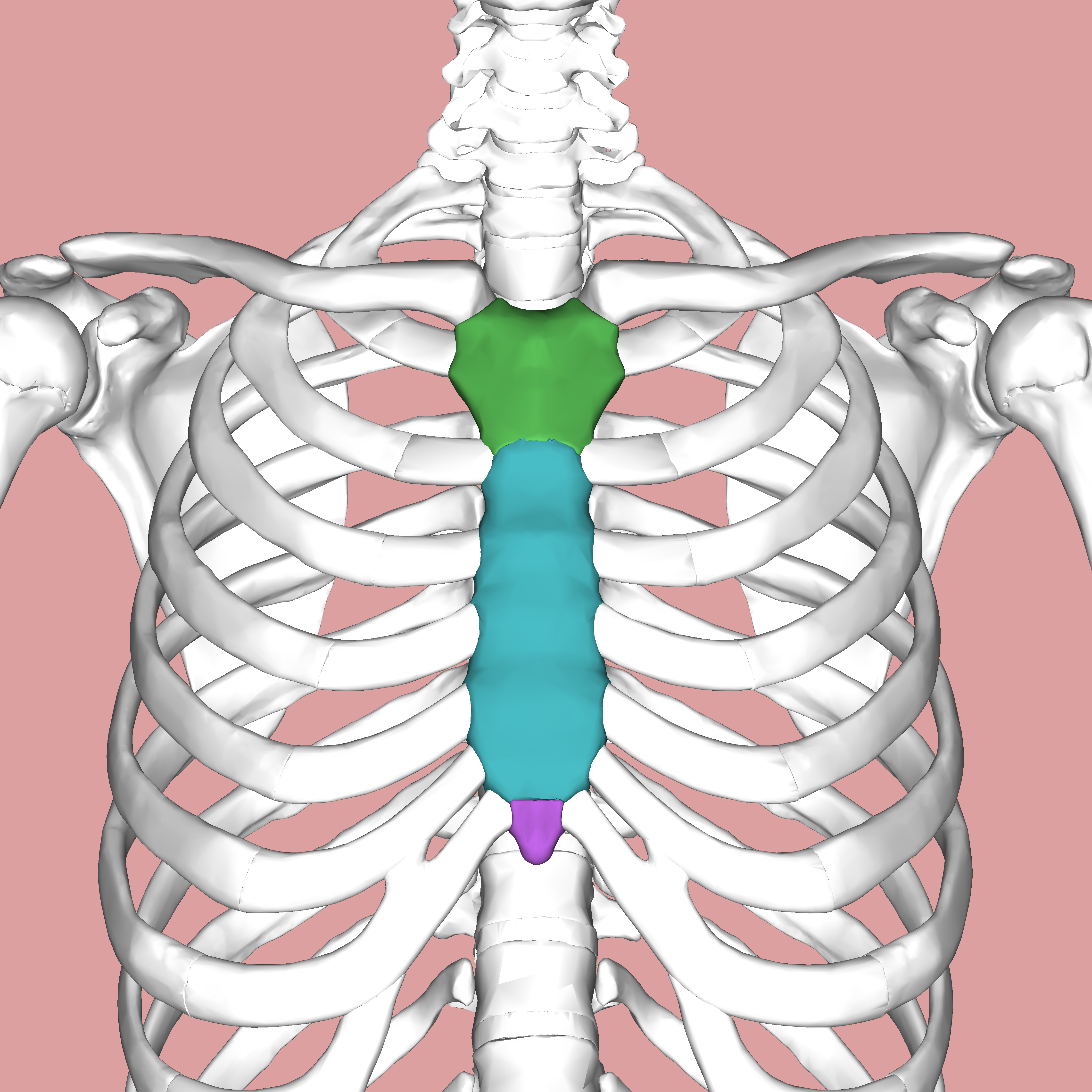 <p>The breastbone. ๐ VISUAL LOCATION: ๐ค The flat, vertical bone right in the center of the chest where the ribs connect.</p><img src="https://upload.wikimedia.org/wikipedia/commons/thumb/7/72/Sternum.png/500px-Sternum.png" data-width="50%" data-align="center" alt="Sternum Location" style="display: block; width: 50%; margin-left: auto; margin-right: auto;"><p></p>
