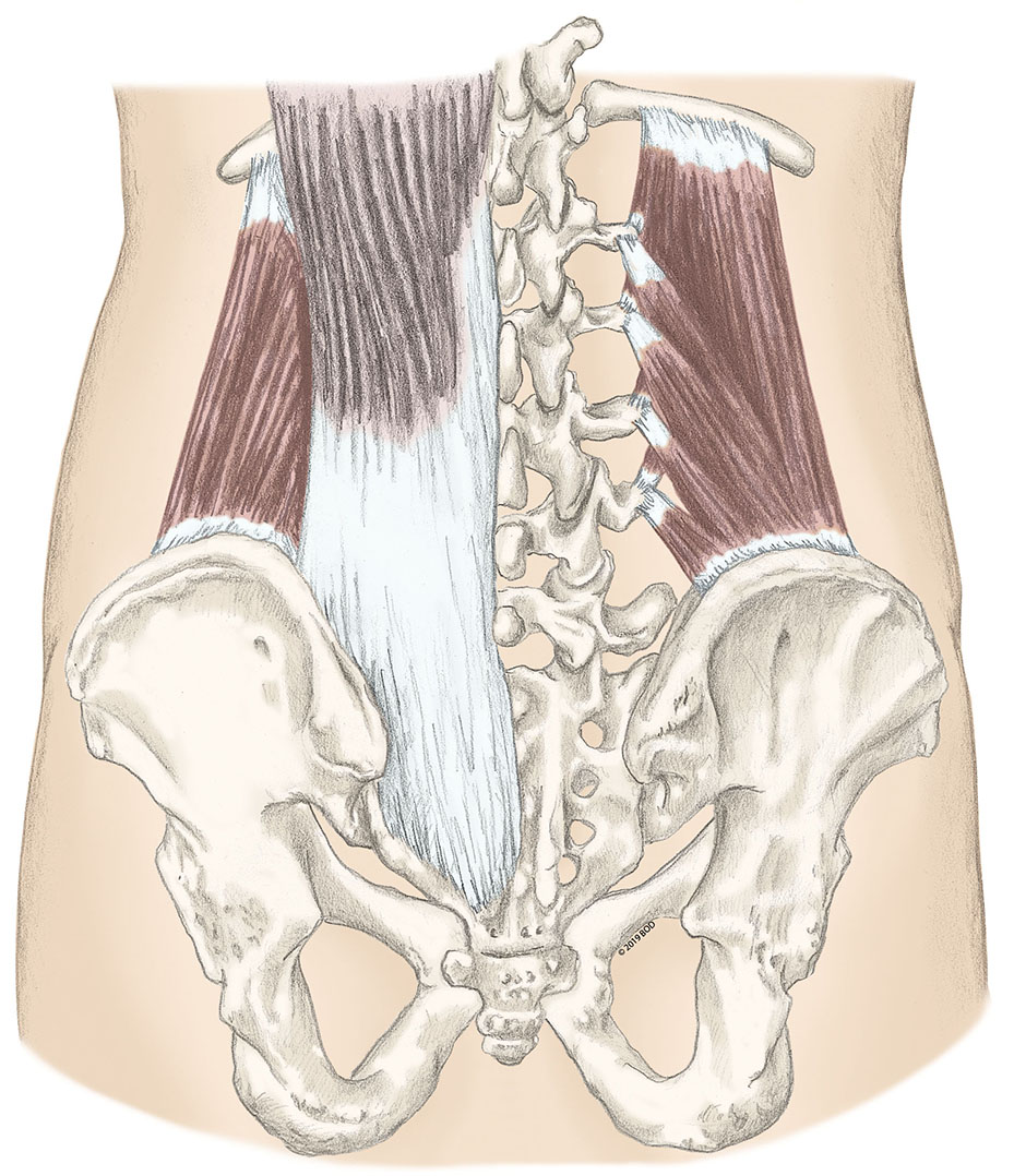 <p>quadratus lumborus nerve </p>