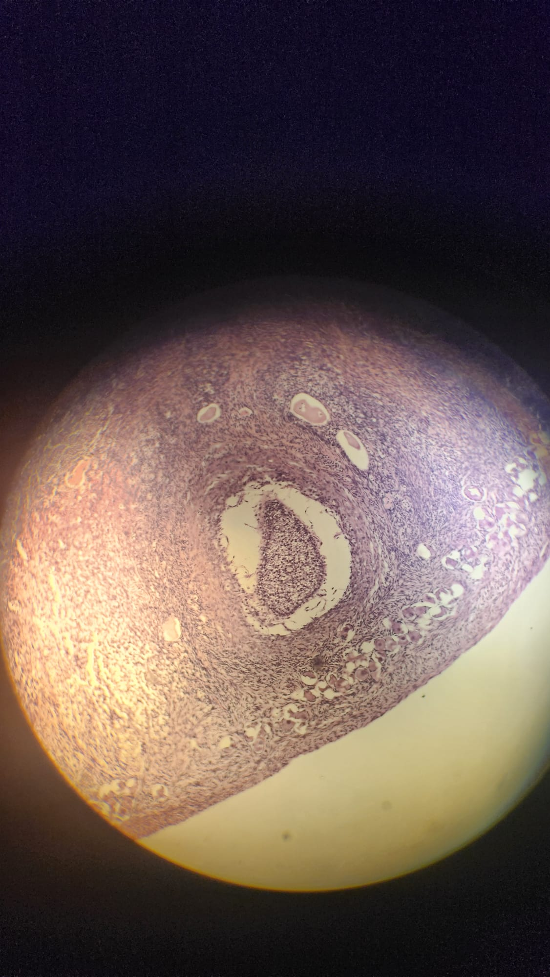 <p>Which organ is this?</p>