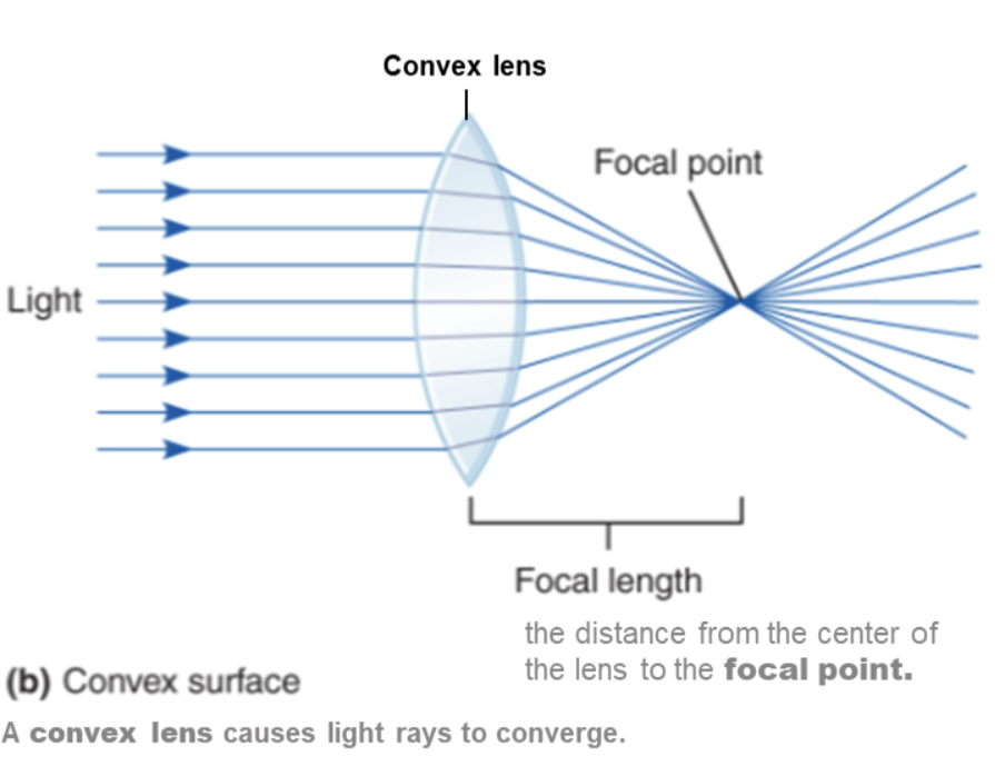 <ul><li><p>A lease that causes light rays to come to a point when it is passed through </p></li></ul><p></p>