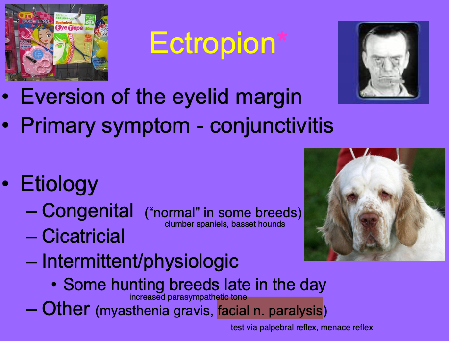 <p>Congenital.</p><p>Cicatricial.</p><p>Intermittent/physiology (some hunting dogs late in the day).</p><p>Other - facial n. paralysis.</p>