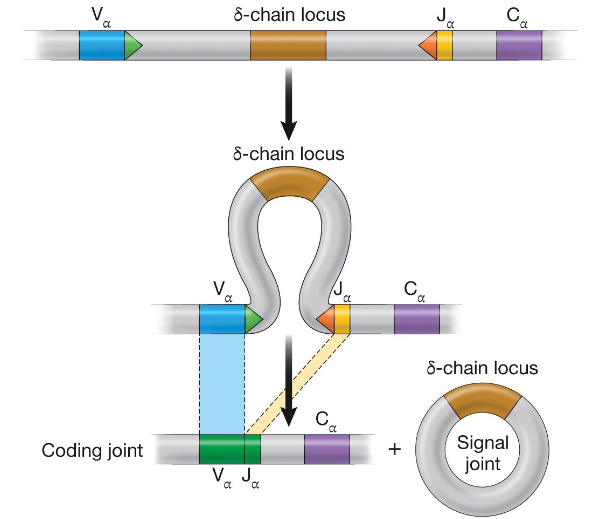 <p><span style="color: rgb(0, 0, 0);">the developing thymocyte continues development into a naive T cell</span></p>