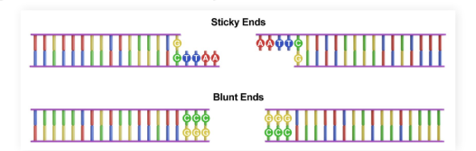 <p>DNA produced when DNA fragments from different sources are joined together at <strong>blunt </strong>and/or <strong>sticky ends</strong></p>