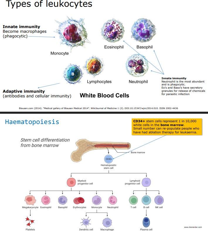 <p>Innate immunity (fast, non-specific):</p><ul><li><p>neutrophil — most abundant, phagocytic</p></li><li><p>eosinophil and basophil — secretory granules; fight parasitic infection</p></li><li><p>monocyte → becomes Macrophage (phagocytic) or Dendritic cell</p></li></ul><p>Adaptive immunity (slow, specific):</p><ul><li><p>B cells → become Plasma cells (produce antibodies); marker: CD19+</p></li><li><p>T cells (CD3+) → CD4+ (helper) or CD8+ (cytotoxic); marker: CD3+ </p></li><li><p>NK cells</p></li></ul><p></p>