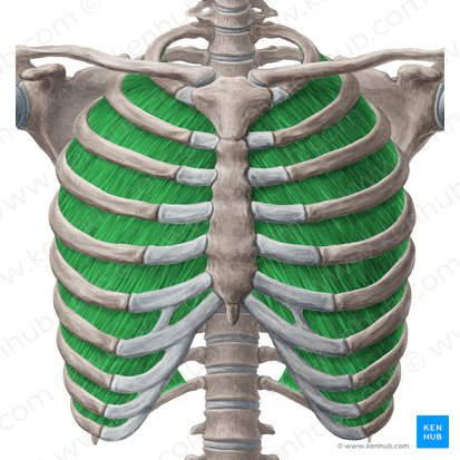 <p>What is this (in green)?</p>
