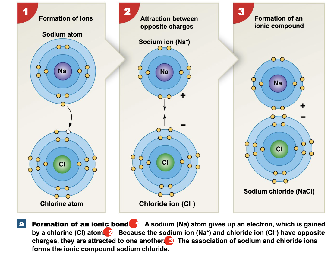 <ol><li><p>formation of ions- a sodium atom gives up an election to chlorine</p></li><li><p>attraction between opposite charges - the sodium ion has a positive charge and chloride ion has a negative charge, they are attracted to one another</p></li><li><p>formation of an ionic compound- the association of sodium and chloride ions forms the ionic compound </p></li></ol><p></p>
