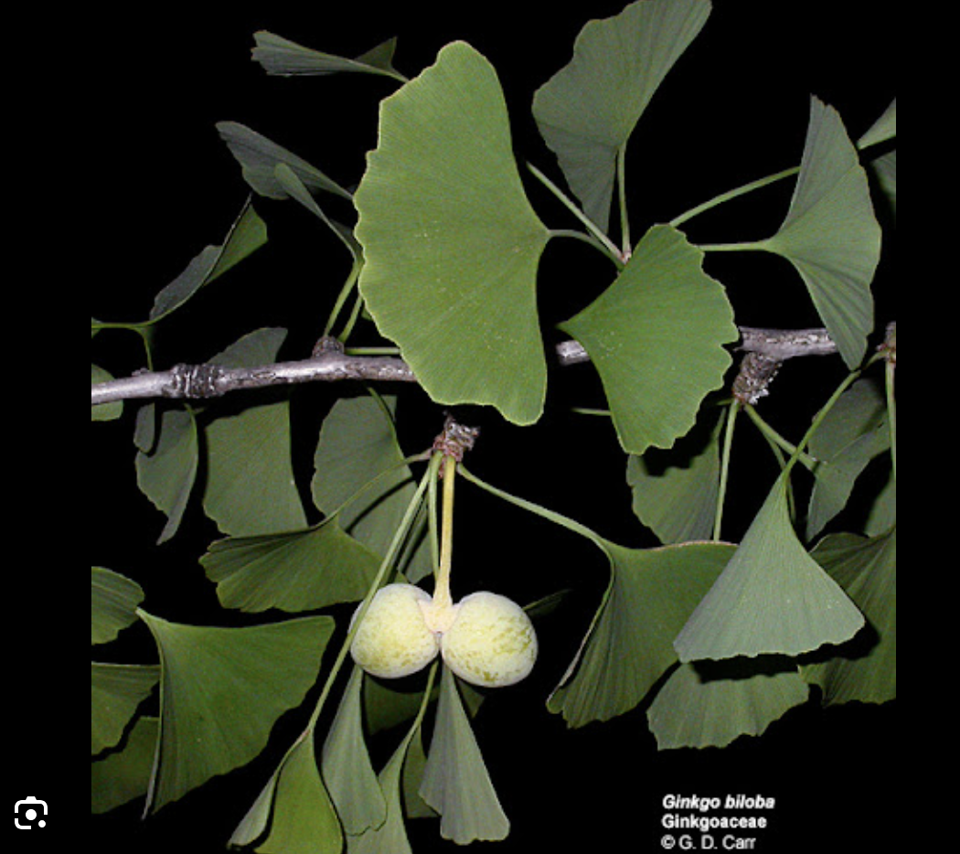<p>Ginkgoaceae are the last ________ member of the order Ginkgoales</p>