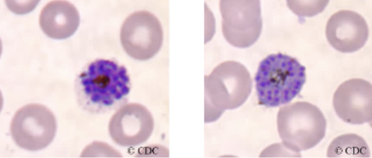 <ul><li><p><span style="background-color: transparent;">Mature schizonts generally contain about 12 to 24 merozoites.</span></p></li><li><p><span style="background-color: transparent;">Merozoites are created by the division of the chromatin</span></p></li><li><p><span style="background-color: transparent;">Brown pigment and Schuffner’s dots may also be present.</span></p></li></ul><p></p>