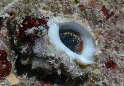 <p>MOLLUSCA Spiny thaid</p>