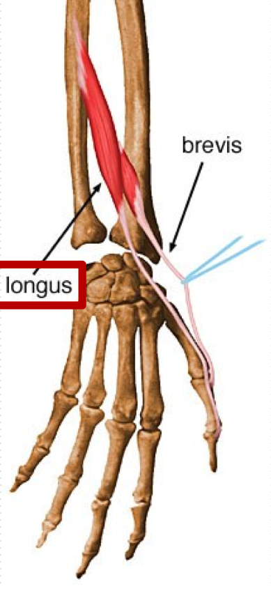 <p>Extension of thumb</p><p>O - Posterior surface of middle 1/3 of ulna </p><p>I - Dorsal aspect of base of distal phalanx of thumb </p>