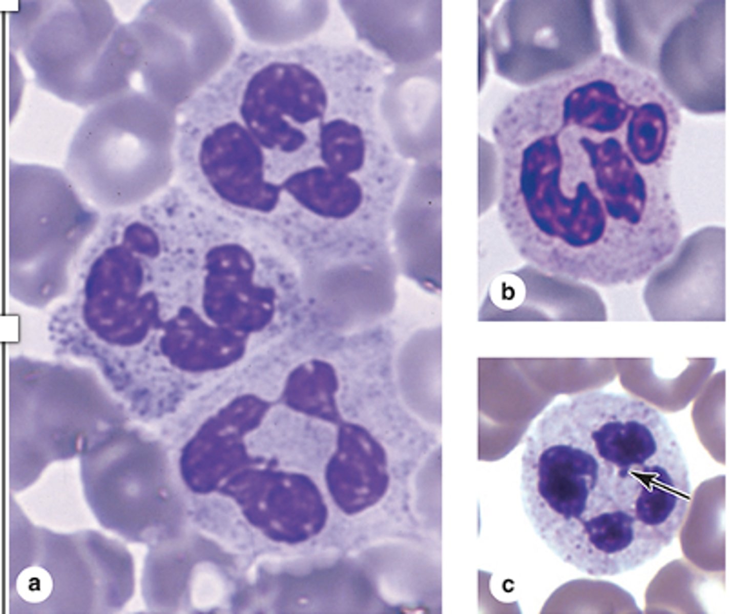 <p>How many lobules do neutrophil nuclei have?</p>