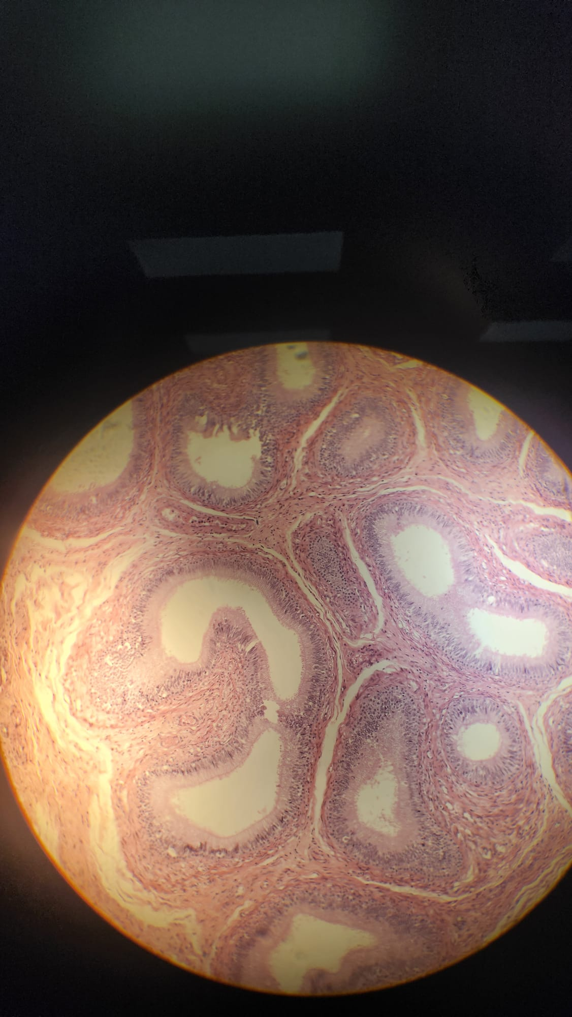 <p>Which organ is this?</p>