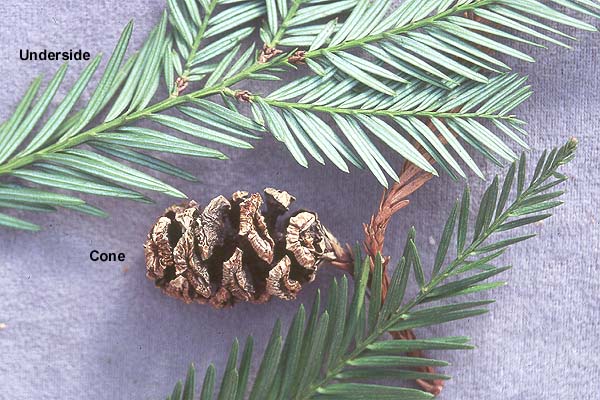 <p>Dark red-brown, tough and fibrous bark. Flat, V-shaped, two-rank needles. Smaller cones. </p>