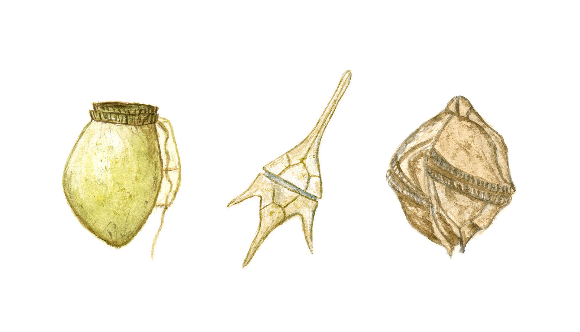 <p>Dinoflagellater</p>
