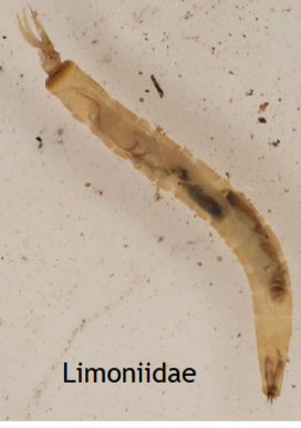 <p>For the WHPT method several closely related families are included within the category. No head capsule but some with distinct head that can be retracted into thorax; maggot like; some have prolegs on abdomen; some have a lobed plate at end of abdomen, others have a two-pronged tail structure (Dicranota &amp; Pediciidae); some with relatively large and fat</p>