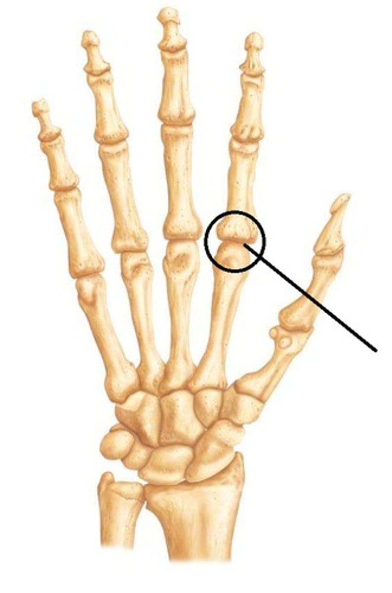 <p>biaxial joints for flextion, extension, abduction, adduction, and cicumduction</p><p>ex. metacarpophalangeal joint</p>