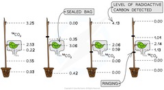 <p>Use radioactive C-14 grow plants in C-14 atmosphere (in ¹⁴CO₂)</p><p>sucrose formed from photosynthesis will be radioactive so its movement around the plant via translocation can be traced</p><p>amounts of radioactive carbon present in different parts of the plant can be detected</p>