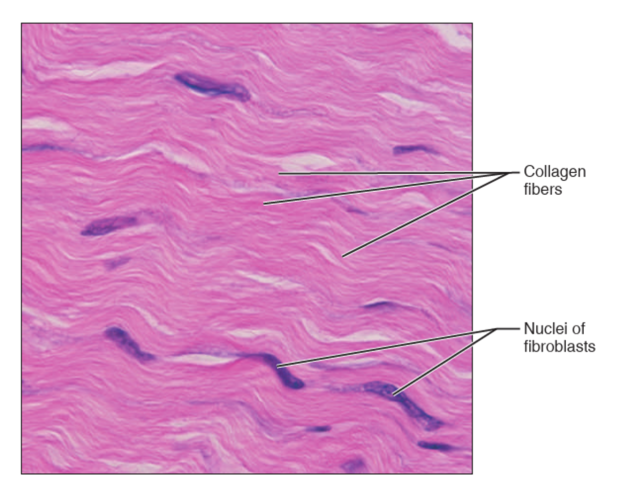 <p>What tissue is this?</p>